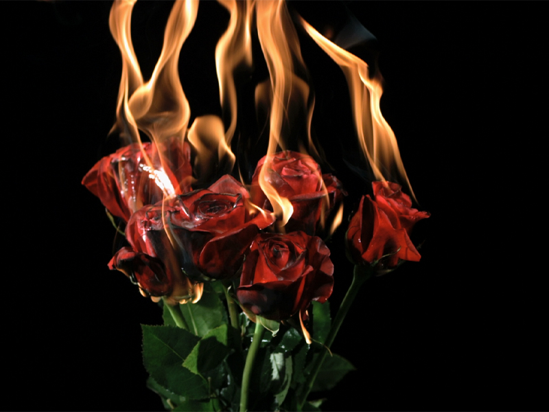 roses burning